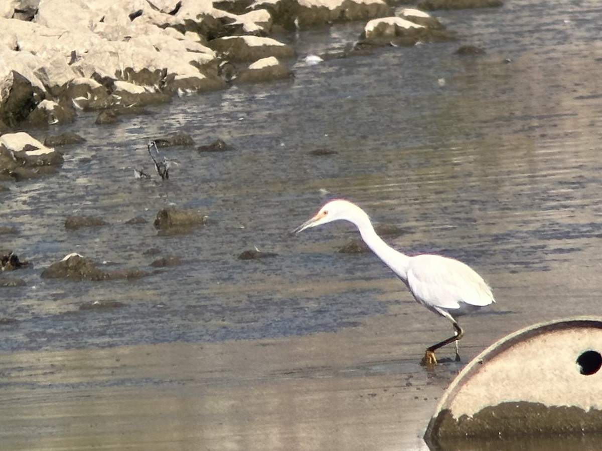 Snowy Egret - ML608418611