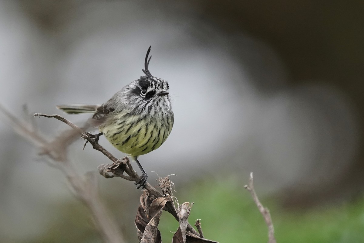 Tufted Tit-Tyrant - Hederd Torres García