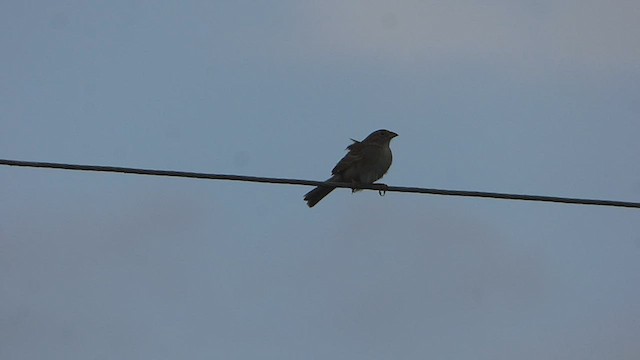 Grassland Sparrow - ML608418665