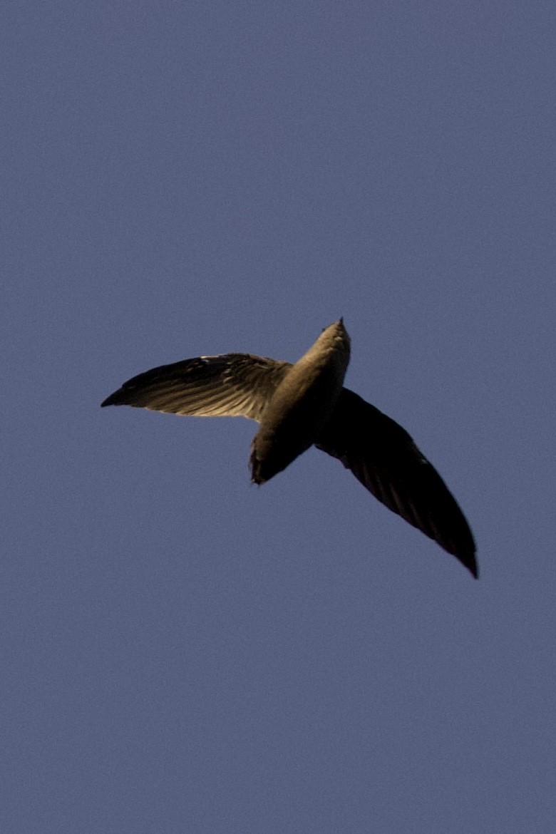 Chimney Swift - ML608418668