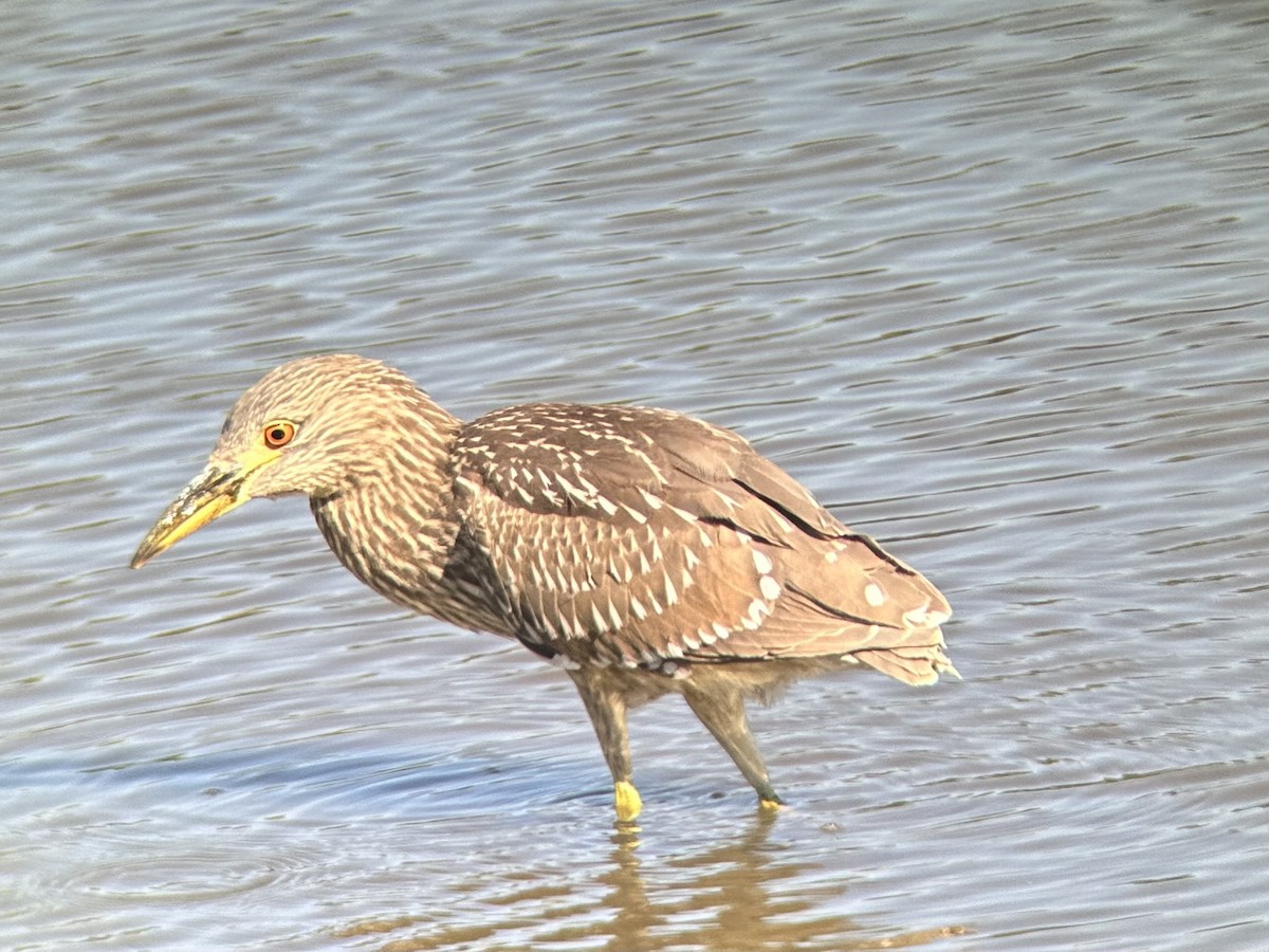 Black-crowned Night Heron - ML608418672