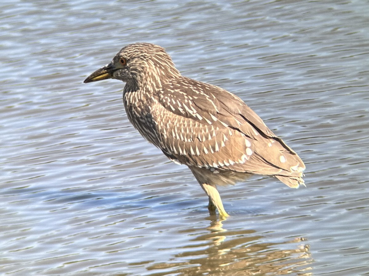 Black-crowned Night Heron - ML608418673