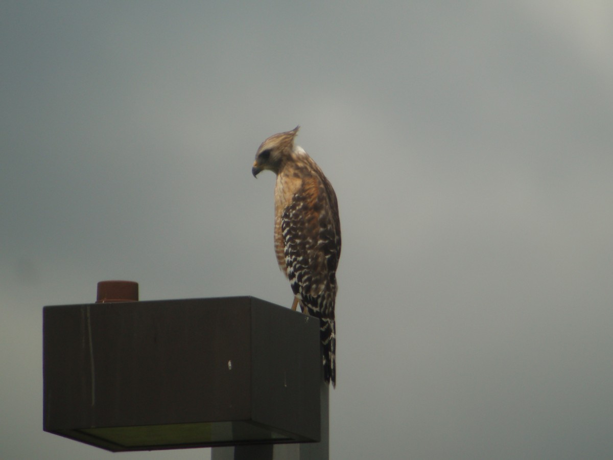 Red-shouldered Hawk - ML608418780