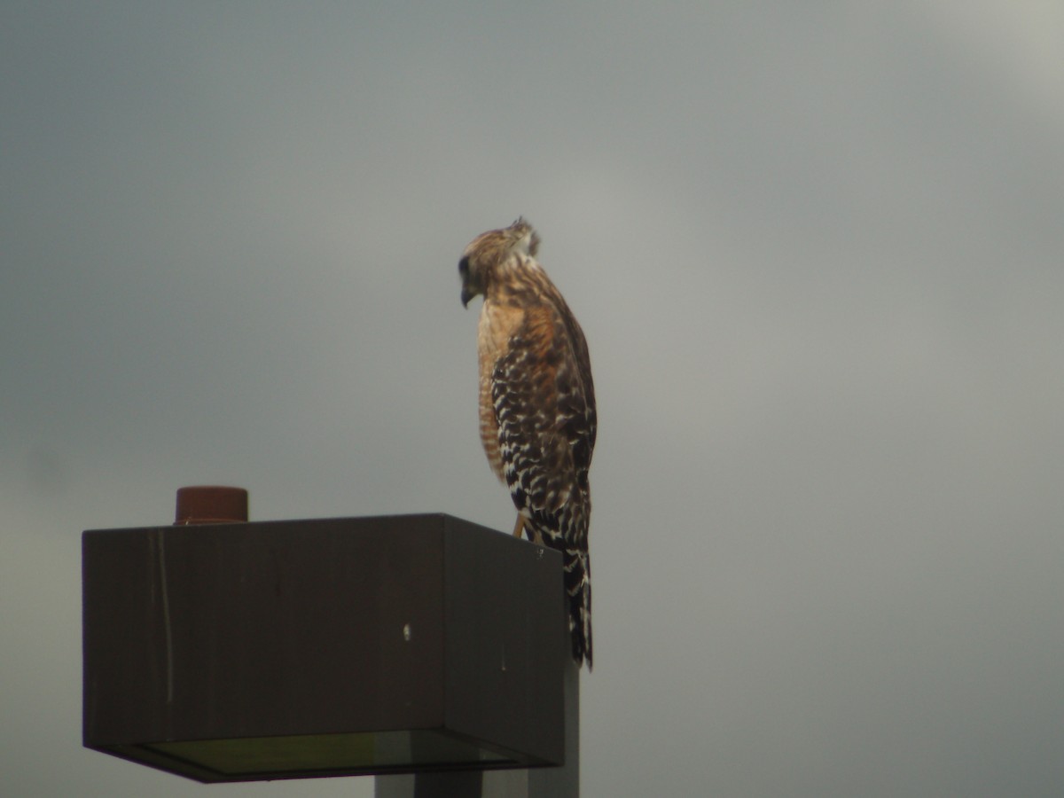 Red-shouldered Hawk - ML608418781