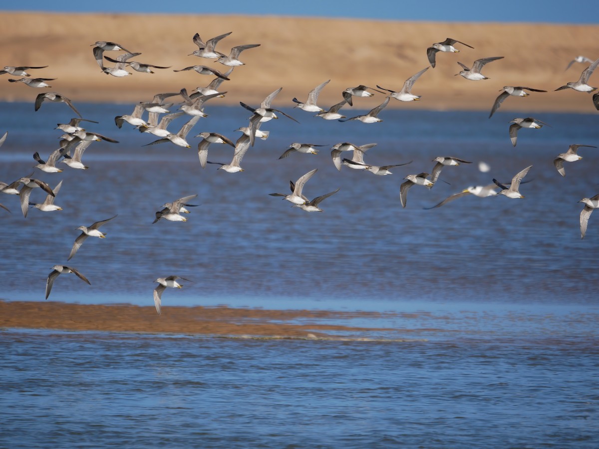 Gray-tailed Tattler - ML608418799