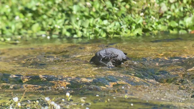 American Dipper - ML608418808