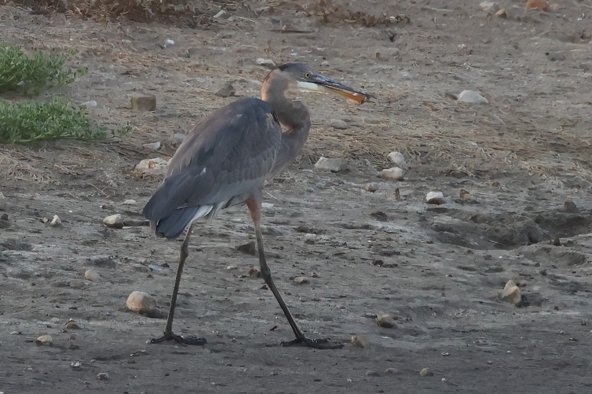 Great Blue Heron - ML608418813