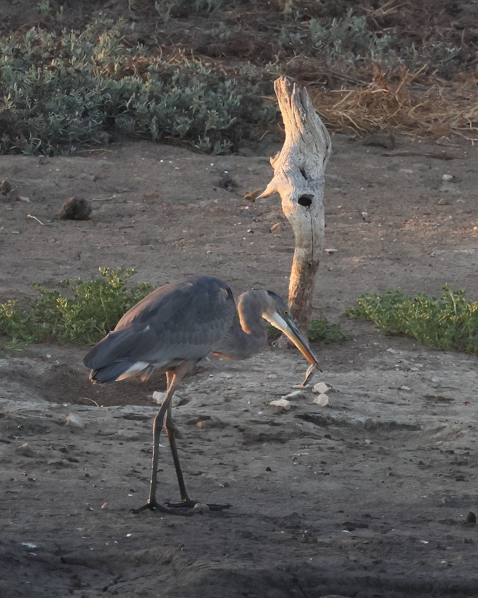 Great Blue Heron - ML608418816