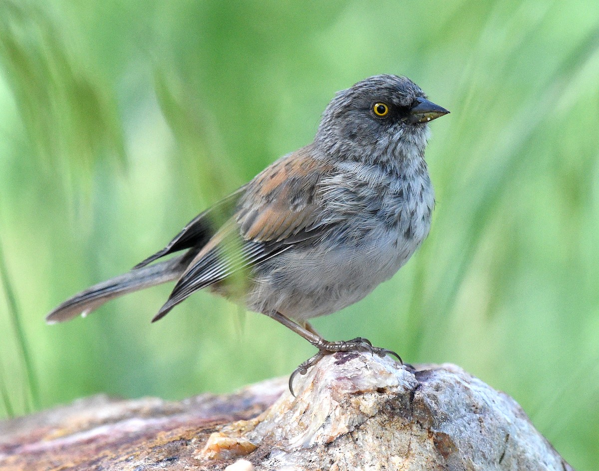 Junco aux yeux jaunes - ML608418818