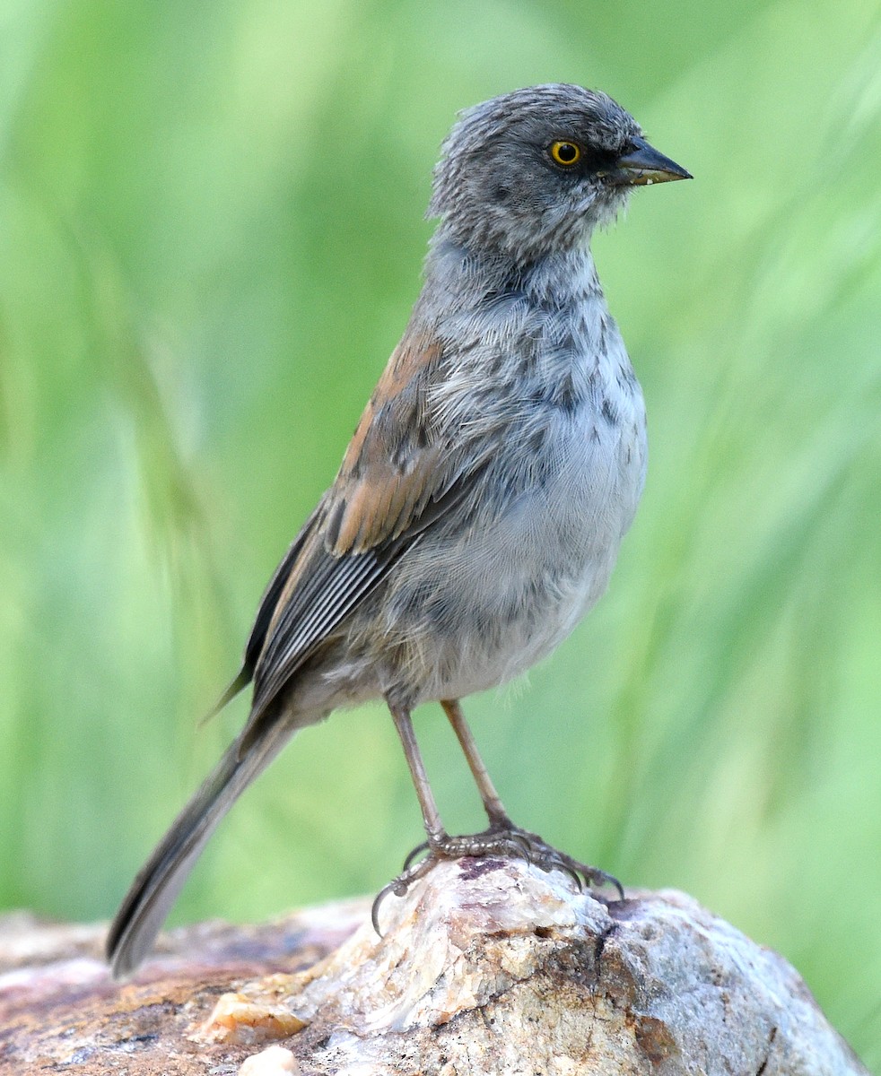 Yellow-eyed Junco - ML608418819