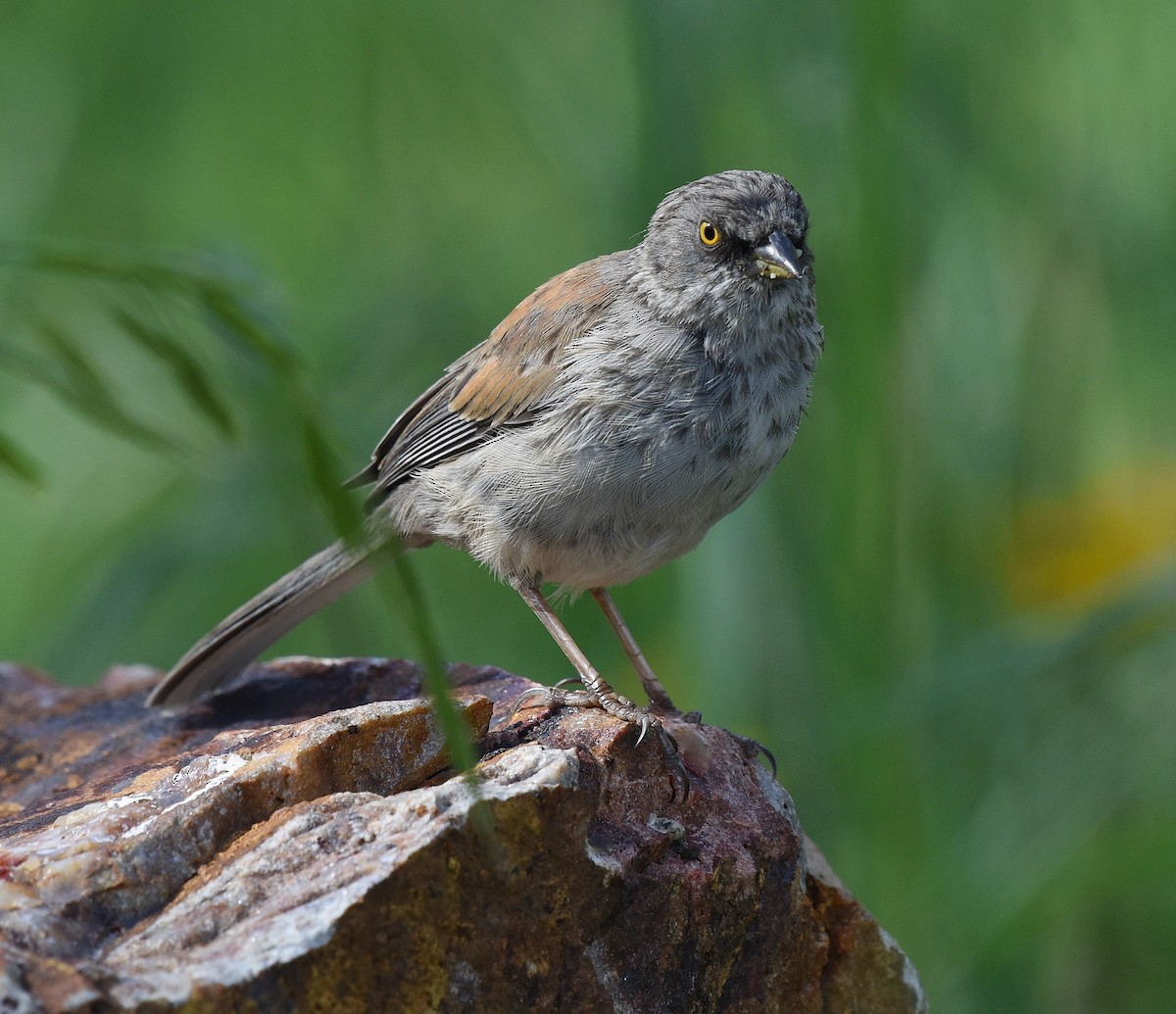 Yellow-eyed Junco - ML608418821