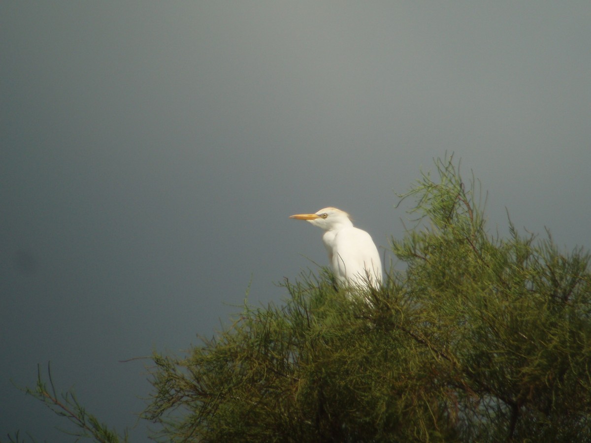 Western Cattle Egret - ML608418823