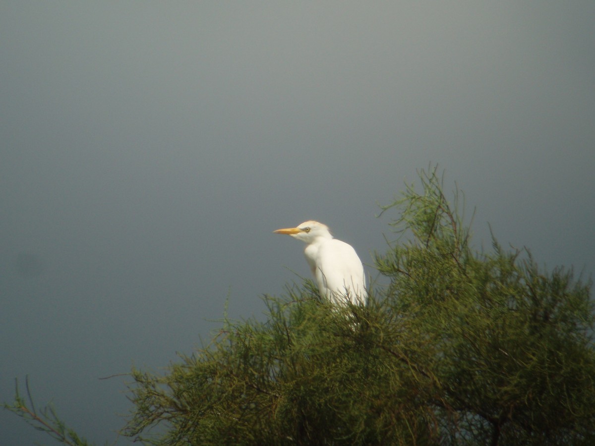 Western Cattle Egret - ML608418824