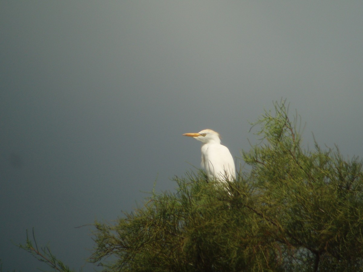 Western Cattle Egret - ML608418825