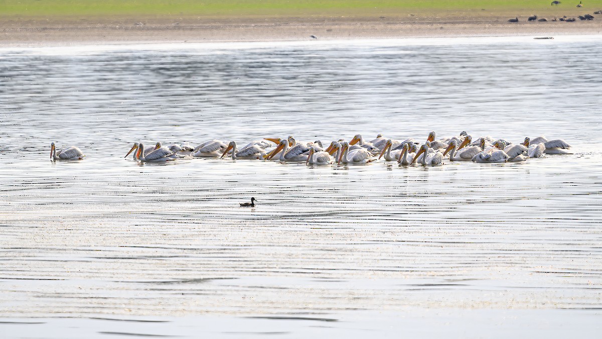 American White Pelican - ML608418828