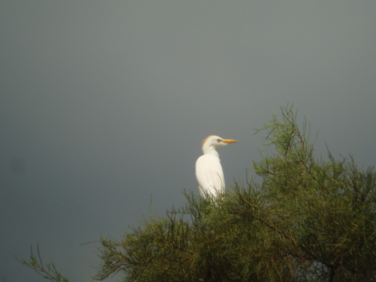 Western Cattle Egret - ML608418833