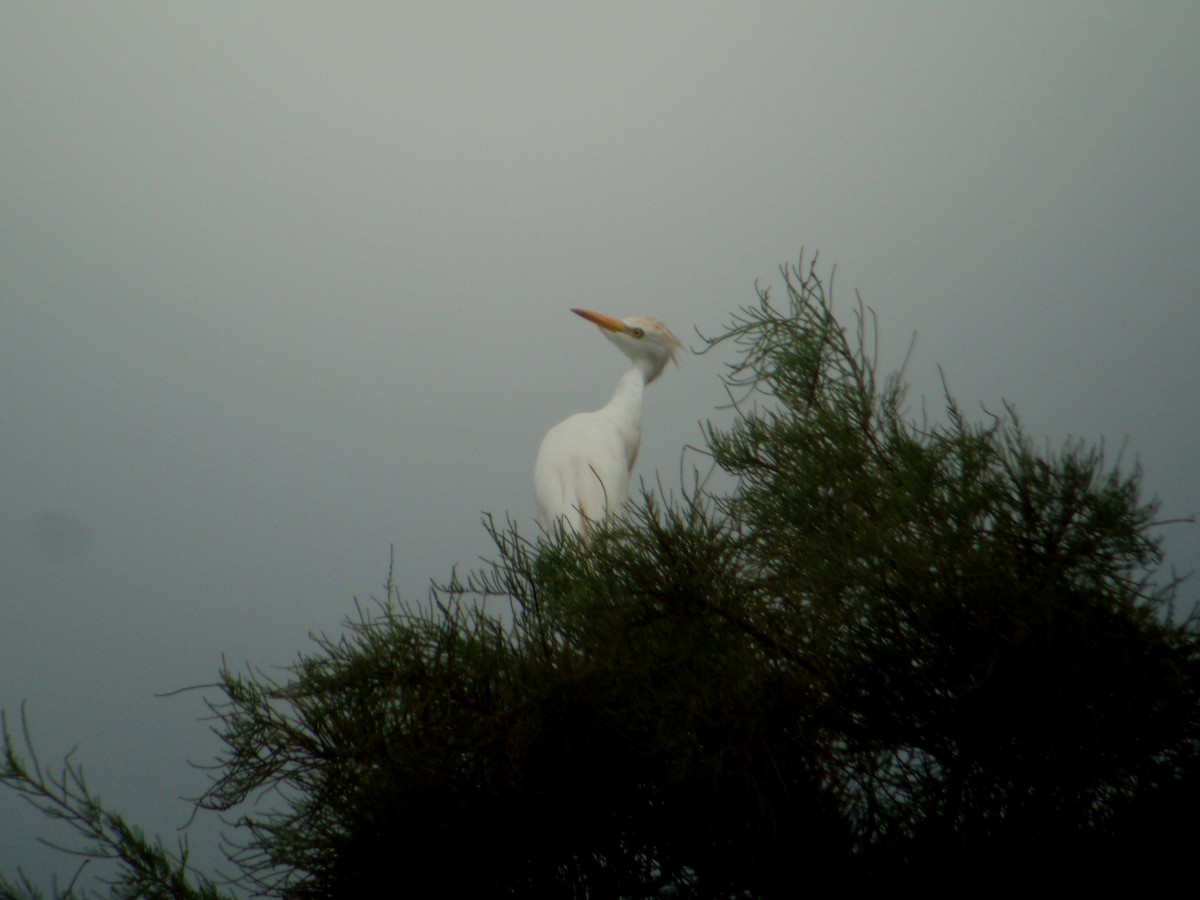 Western Cattle Egret - ML608418853