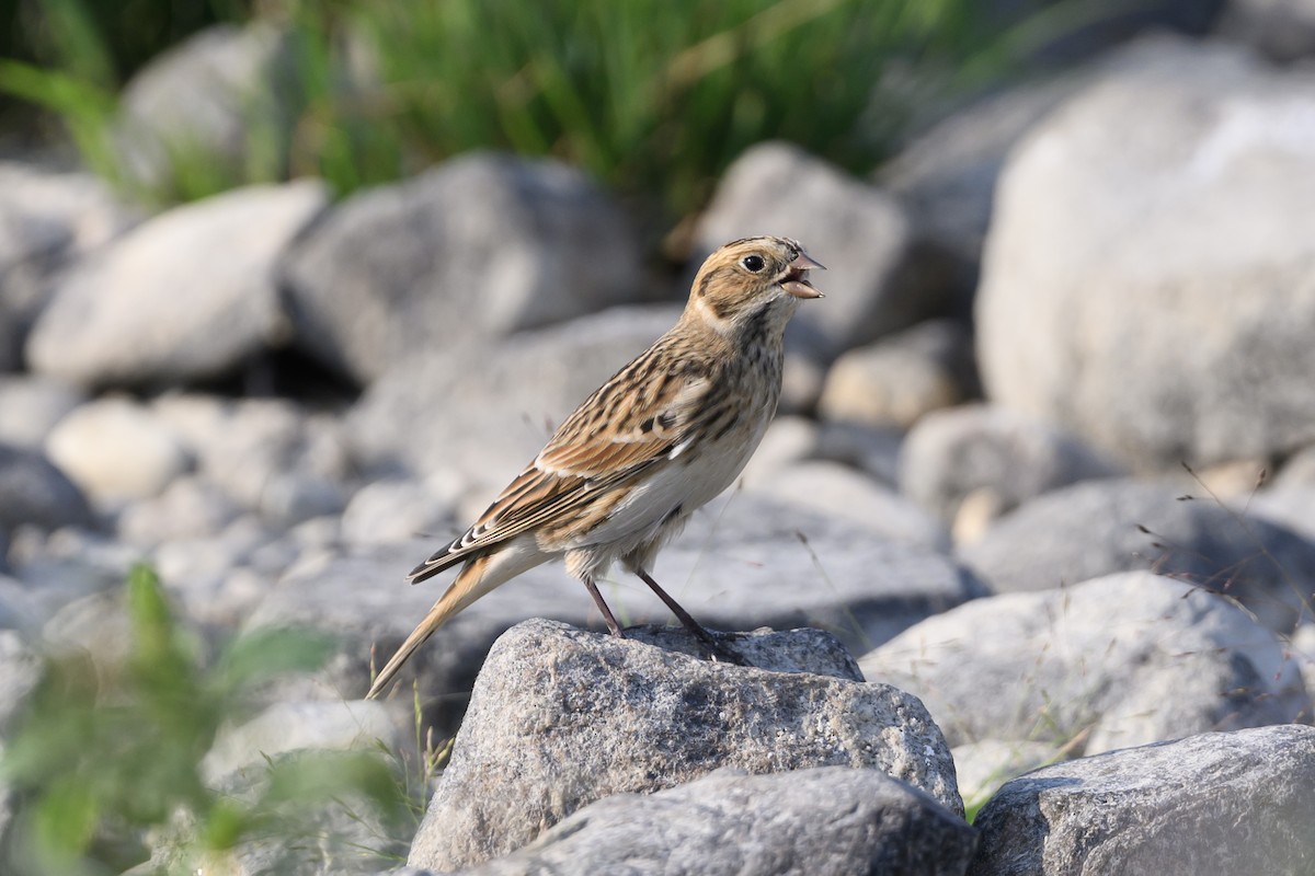 Lapland Longspur - ML608418889