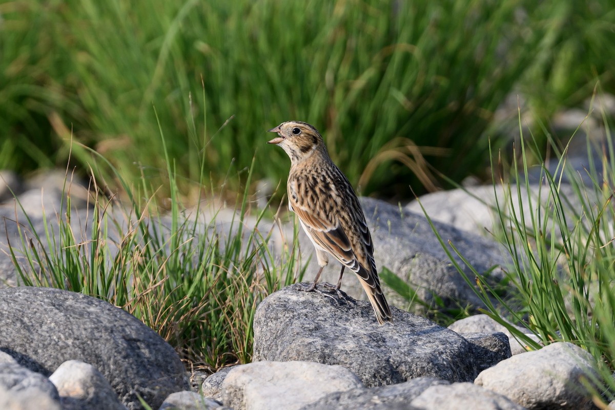 Lapland Longspur - ML608418890