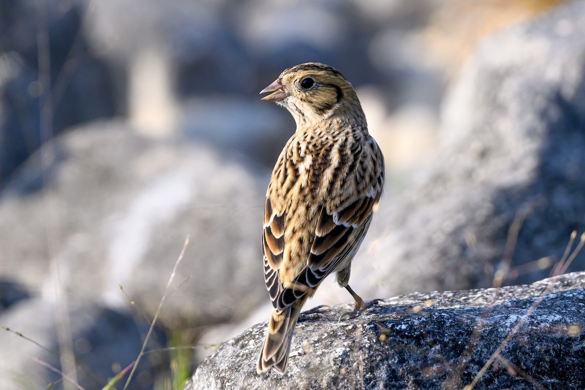 Lapland Longspur - ML608418891