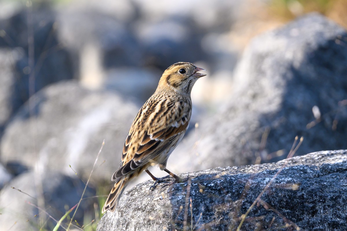 Lapland Longspur - ML608418892