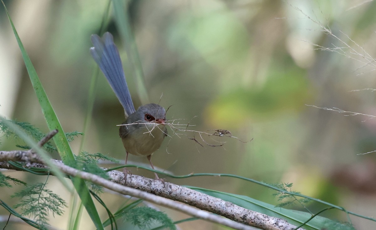 Variegated Fairywren - ML608418951