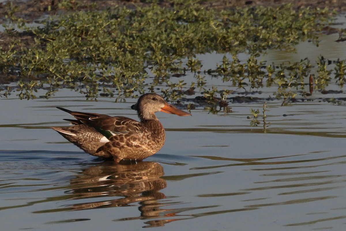 Northern Shoveler - Fernanda Araujo