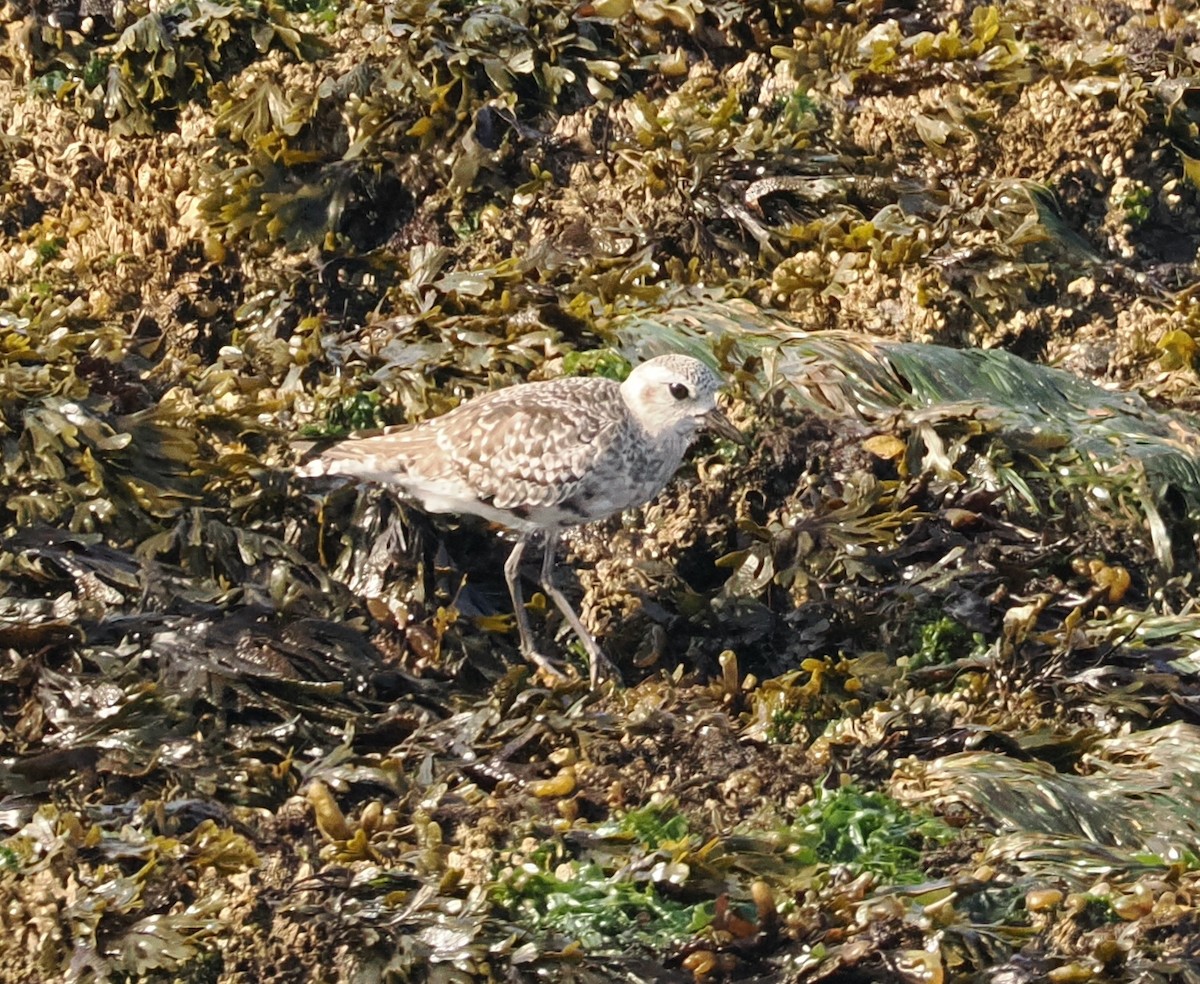 Black-bellied Plover - Veronica Goidanich