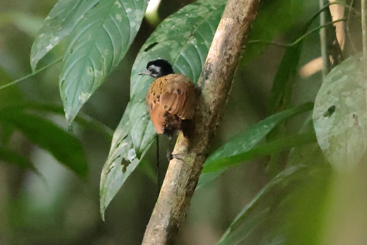 Black-spotted Bare-eye - Fabio Olmos