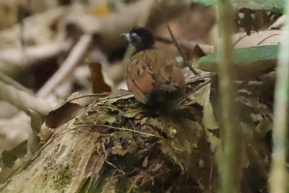 Black-spotted Bare-eye - Fabio Olmos