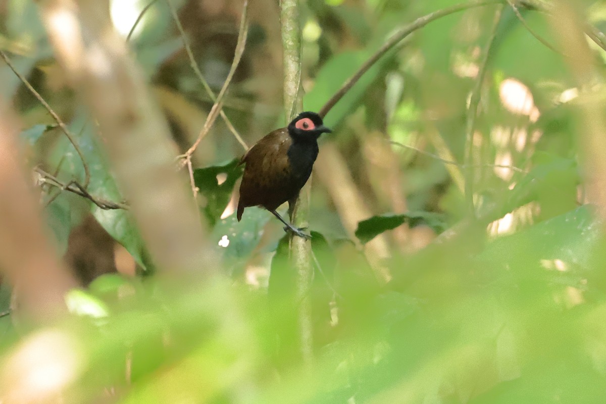 Black-spotted Bare-eye - Fabio Olmos