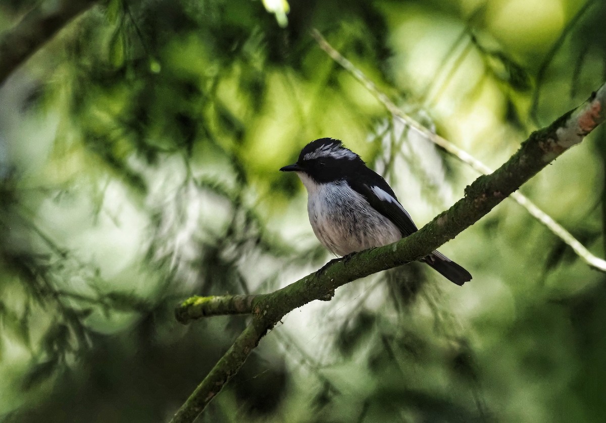 Little Pied Flycatcher - ML608419024