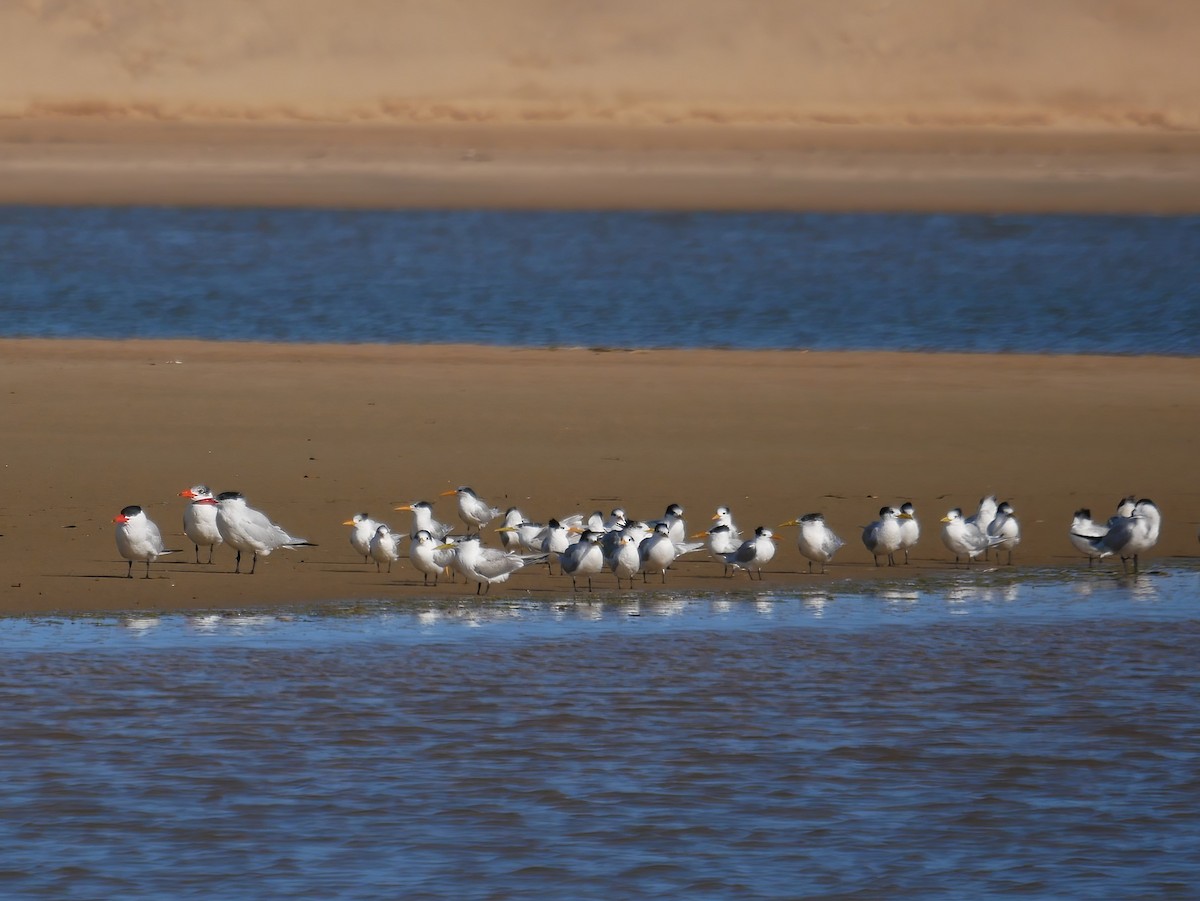 Great Crested Tern - ML608419054