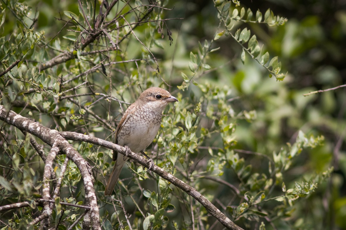 Red-backed Shrike - ML608419217