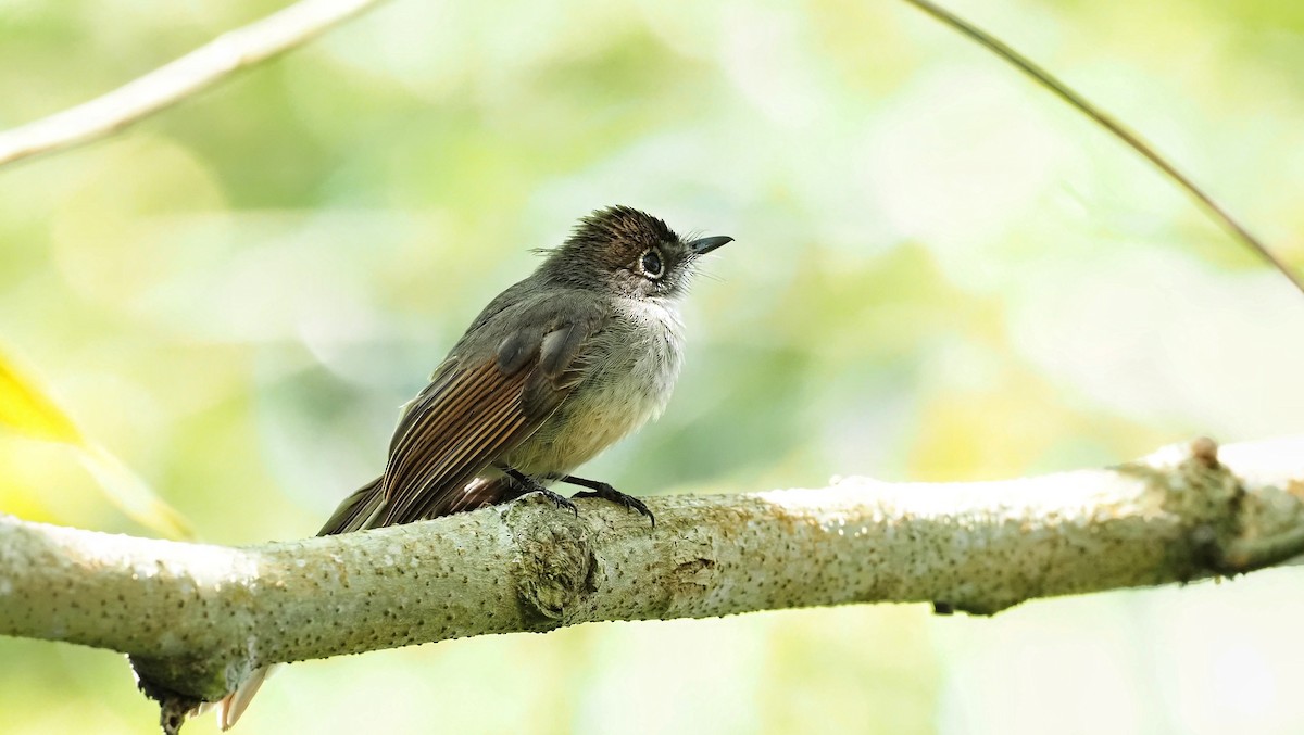 Brown-capped Fantail - ML608419229