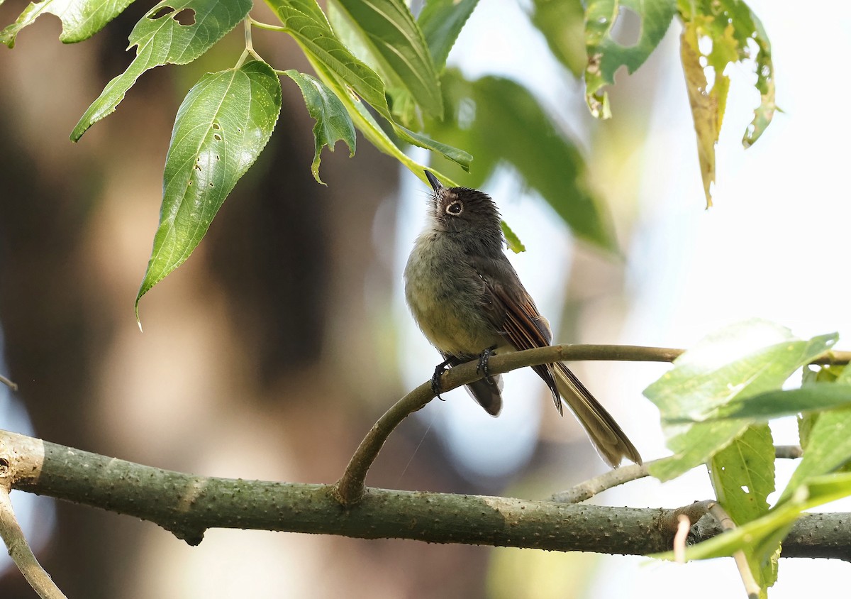 Brown-capped Fantail - ML608419230