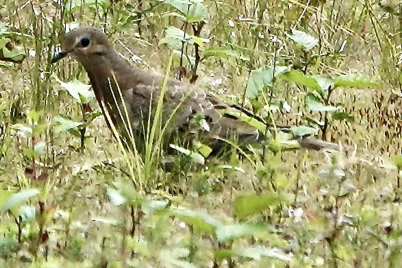 Mourning Dove - ML608419256