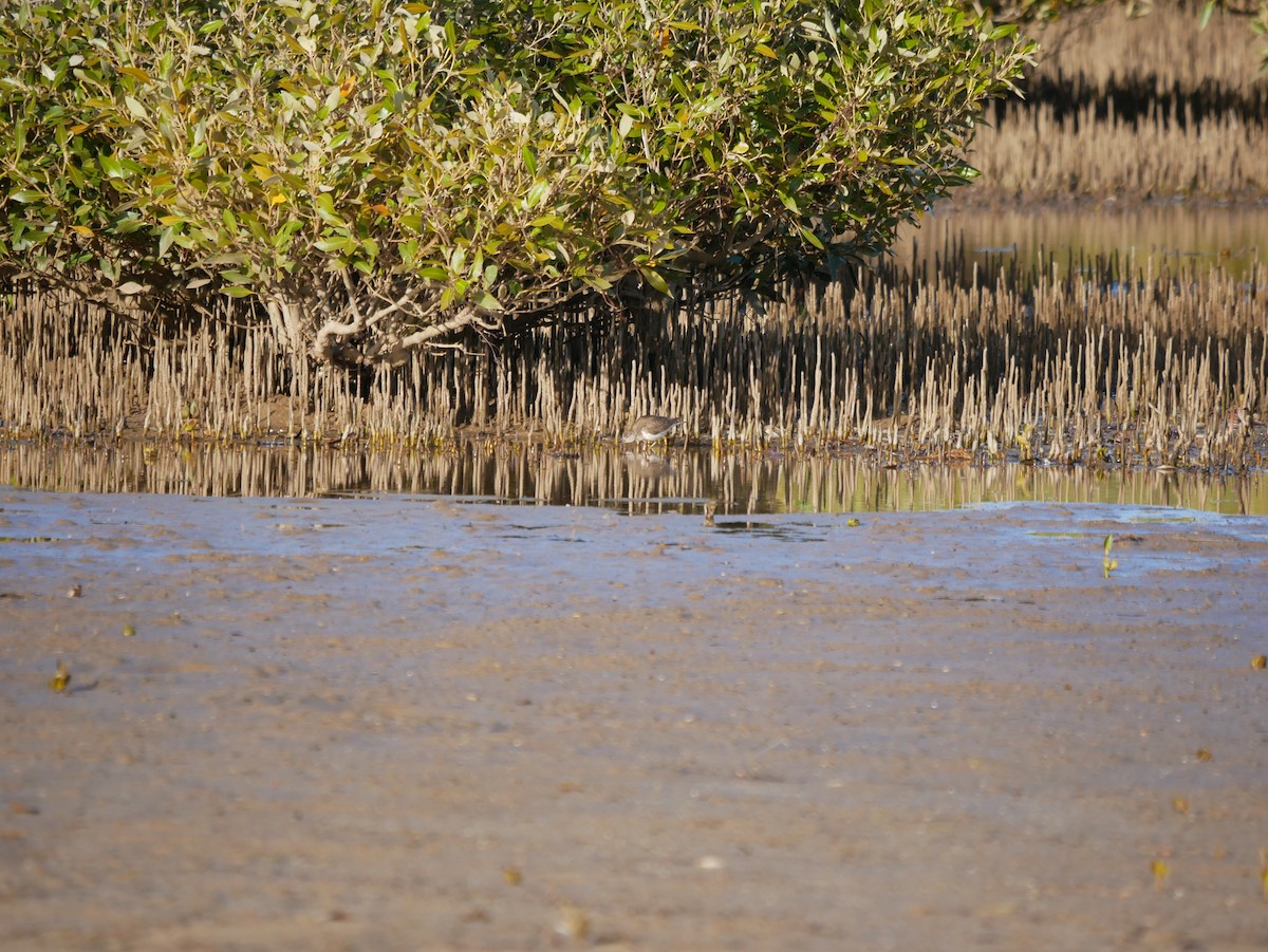 Common Sandpiper - ML608419261