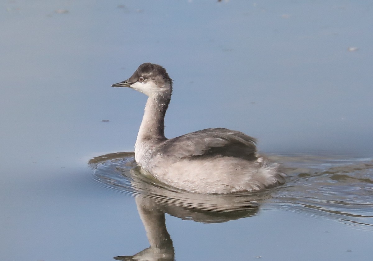 Eared Grebe - ML608419300