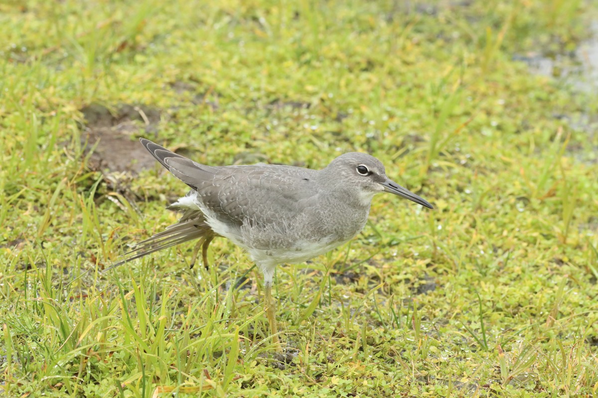 Wandering Tattler - ML608419322