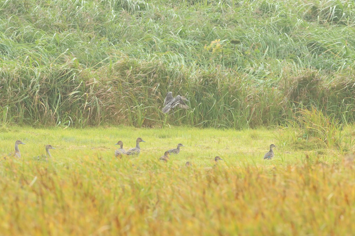 Northern Pintail - ML608419412