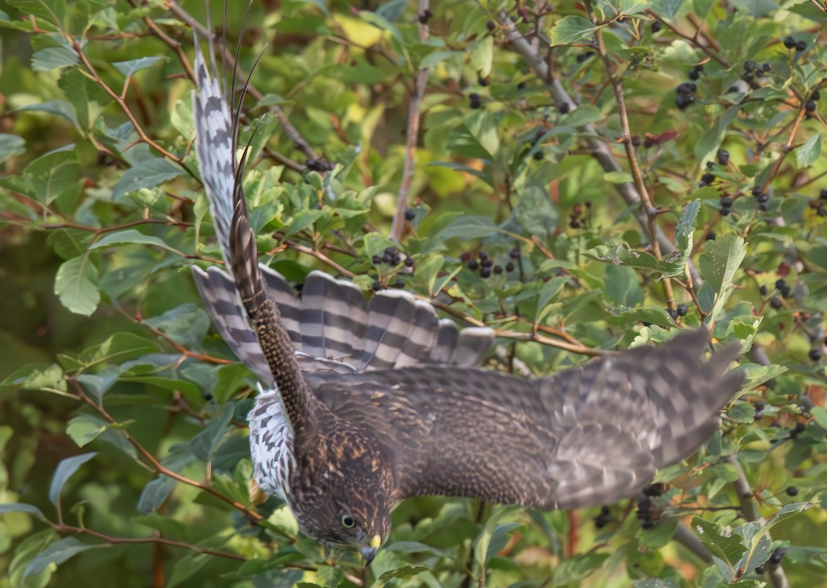 Cooper's Hawk - ML608419451