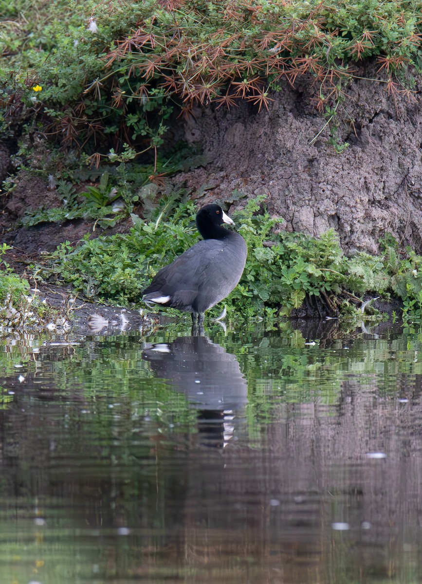 American Coot - ML608419472