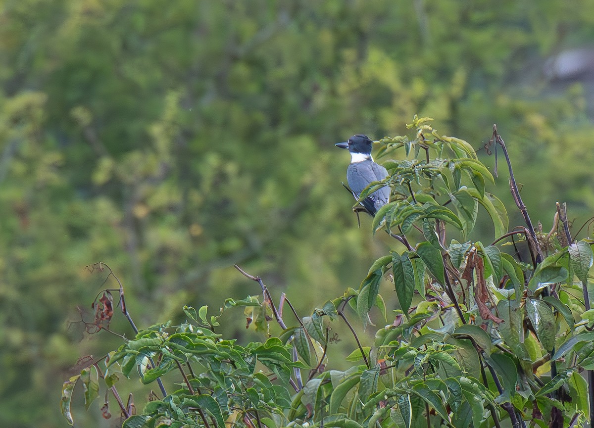 Belted Kingfisher - ML608419484
