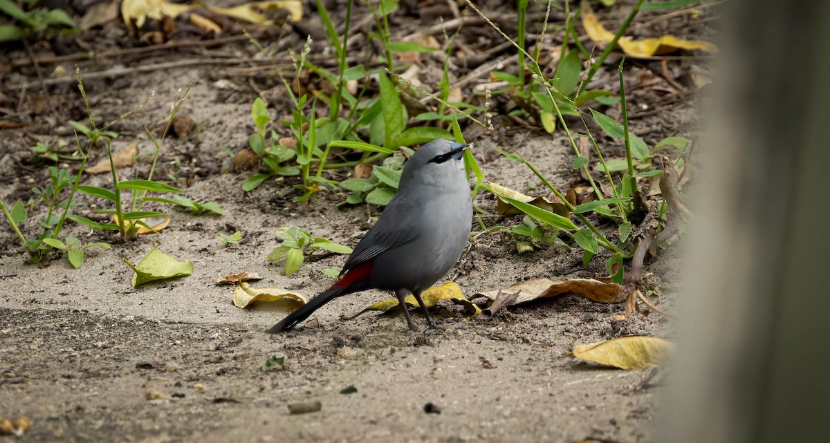 Black-tailed Waxbill - ML608419501