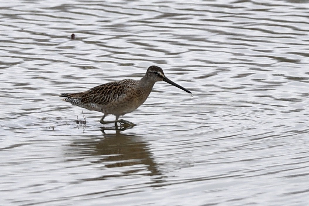 Short-billed Dowitcher - ML608419502