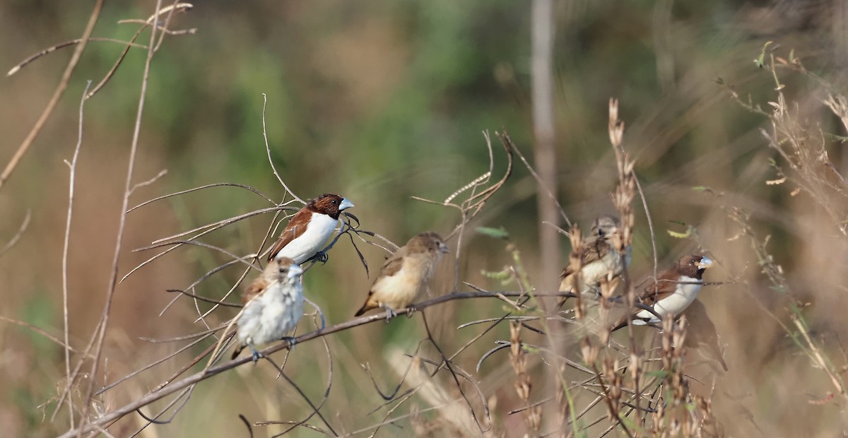 Five-colored Munia - ML608419505