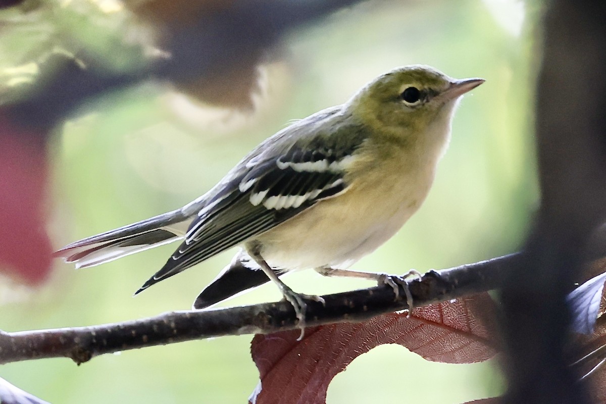 Bay-breasted Warbler - ML608419676