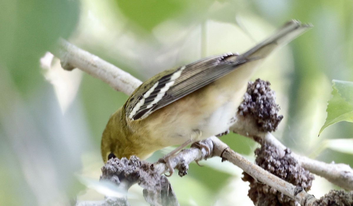 Bay-breasted Warbler - ML608419677