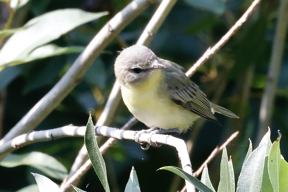 Philadelphia Vireo - ML608419727